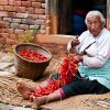A Khokana woman preparing chillies for drying