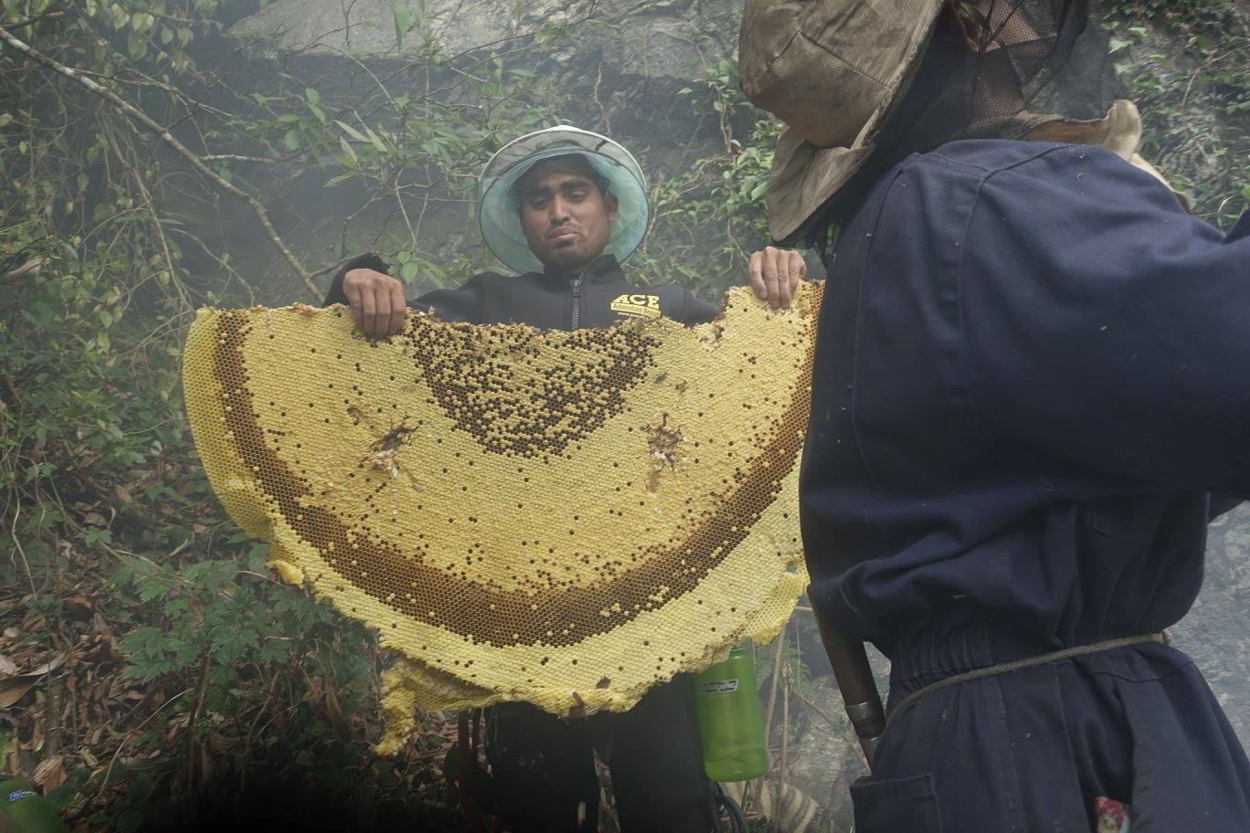 honey hunting in Nepal